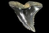 Hemipristis Shark Tooth Fossil - Virginia #96540-1